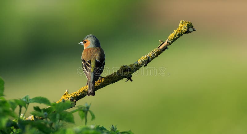 Chaffinch.